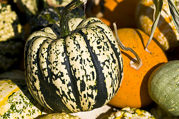 Image showing Pumpkins