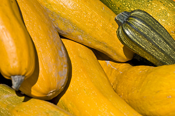 Image showing Pumpkins