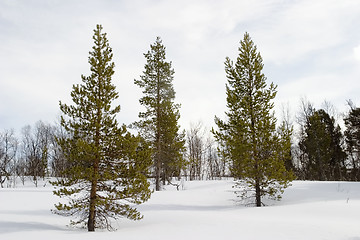 Image showing Snow and Trees
