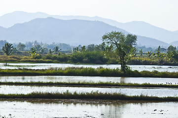 Image showing Rice fields