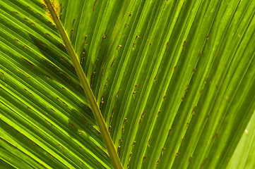 Image showing Macro of a leaf