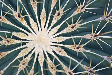 Image showing Cactus