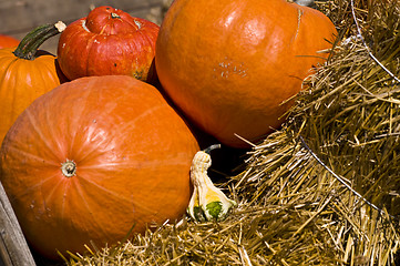 Image showing Pumpkins