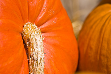 Image showing Pumpkins