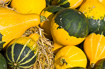 Image showing Pumpkins