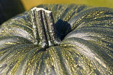 Image showing Pumpkin