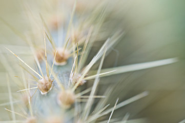 Image showing Cactus