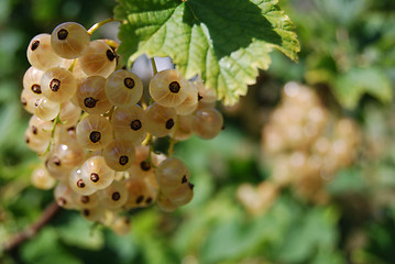 Image showing Yellow currants