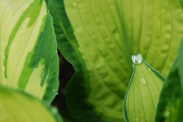 Image showing Leafs with waterdrops