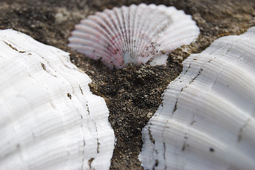 Image showing Shells