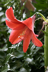 Image showing Prairie Lilly