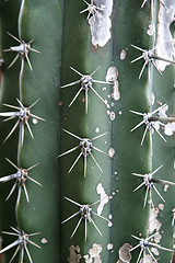 Image showing Cactus Detail