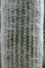 Image showing Cactus Detail