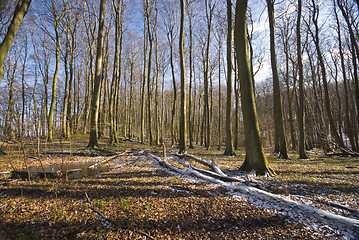 Image showing Forest in winter