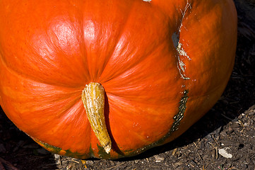 Image showing Pumpkin