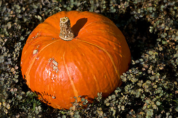 Image showing Pumpkin