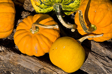 Image showing Pumpkins