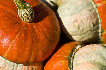 Image showing Pumpkins