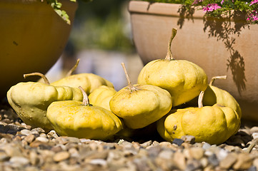 Image showing Pumpkins