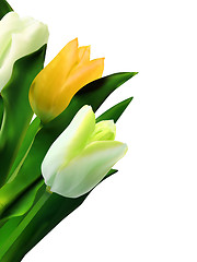 Image showing Yellow tulips against white background. EPS 8