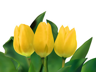 Image showing Bright yellow tulips isolated on white. EPS 8