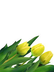 Image showing Yellow tulips against white background. EPS 8
