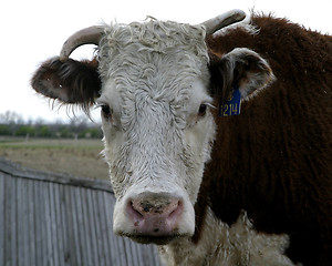 Image showing Humorous Cow