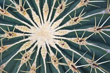 Image showing Cactus