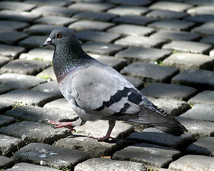 Image showing Pigeon Walking