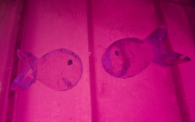 Image showing pink fish