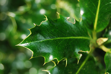 Image showing Mistletoe