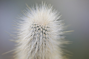 Image showing Cactus