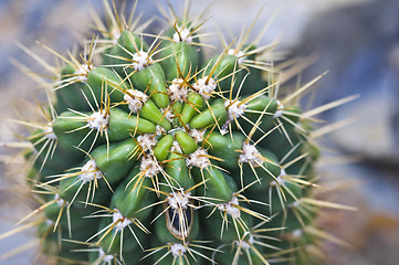 Image showing Cactus