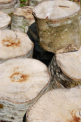 Image showing Tree logs