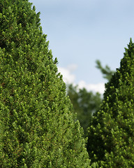 Image showing Green Bush texture