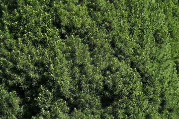 Image showing Green Bush texture