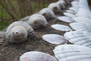 Image showing shells