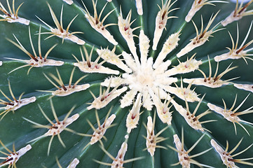 Image showing Cactus