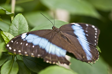 Image showing Butterfly