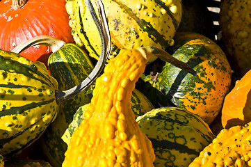 Image showing Pumpkins