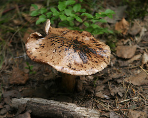 Image showing Large Mushroom