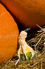 Image showing Pumpkins