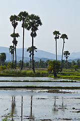 Image showing Rice fields