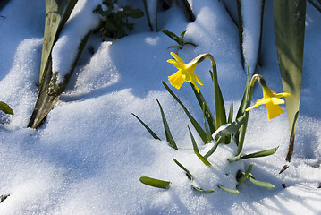 Image showing Daffodils in the snow