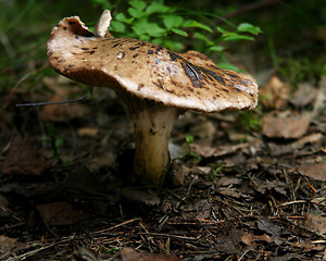 Image showing Mushroom