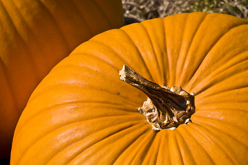 Image showing Pumpkin