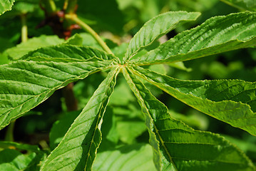 Image showing Leaf of a chestnut
