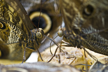 Image showing Butterfly