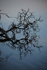 Image showing Tree and its reflection