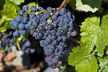 Image showing Grapes